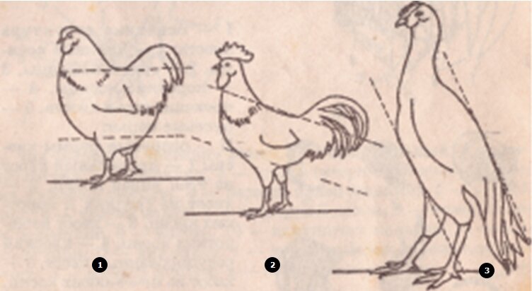 Рассмотрите рисунок на котором породы кур