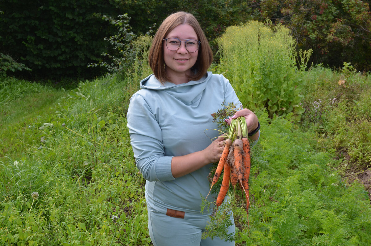 Уборка моркови с грядки.