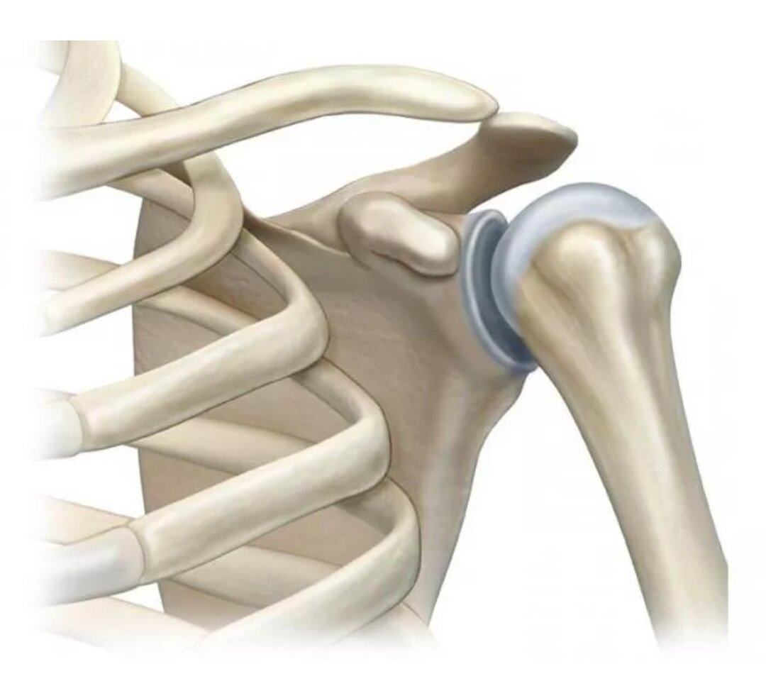 Сочленение костей. Ротаторная манжета плечевого сустава. Ротаторная манжета плечевого сустава анатомия. Плечевой сустав сустав анатомия. Плечевой сустав, articulatio Humeri:.