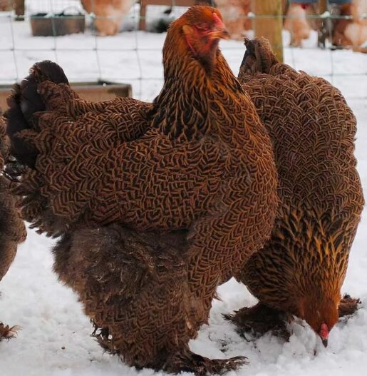 [caption id="attachment_474" align="aligncenter" width="515"] Брама- мясная порода кур[/caption]