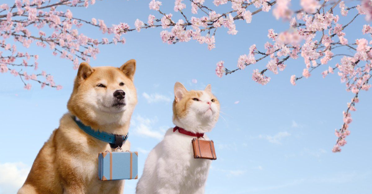 Собаки и кошки в Японии также являются долгожителями.