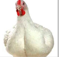 [caption id="attachment_464" align="aligncenter" width="237"] плимутрок -куры мясо-яичной породы[/caption]