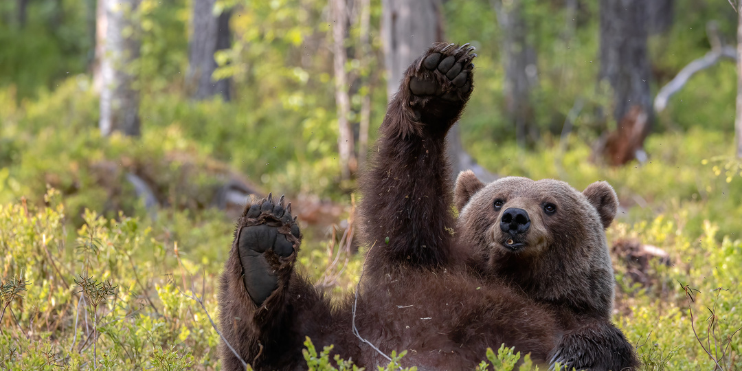 Эй, не пропусти хорошее настроение - самые смешные фото животных (2023 г.)