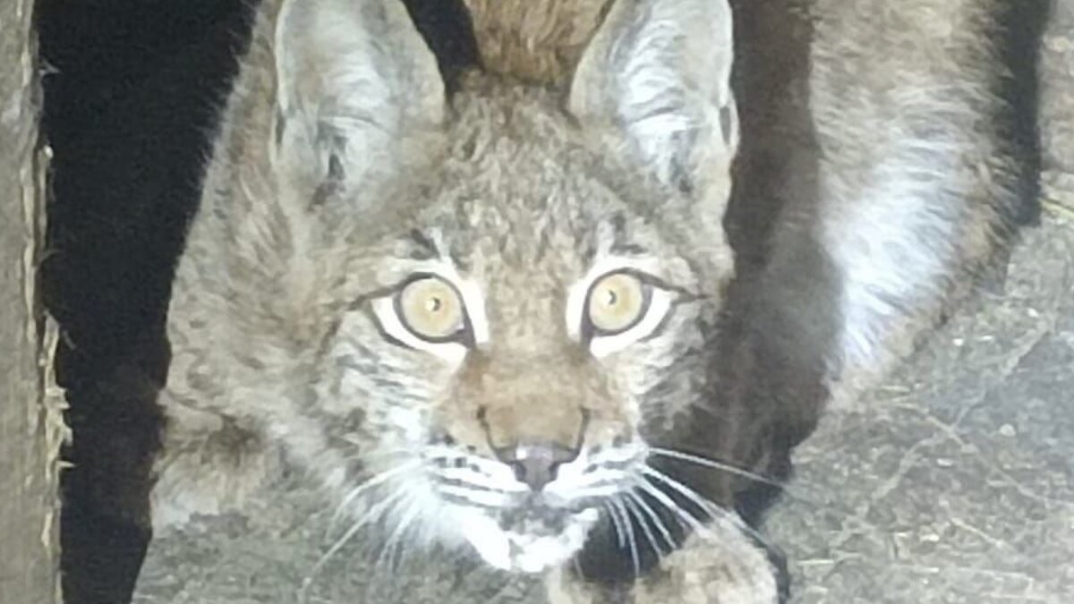     В Чугуевском районе Приморья нашли котенка рыси в тяжелом состоянии. У животного — крайне низкий вес и проблемы с координацией движения. Стабилизацией его состояния занялся центр «Тигр».