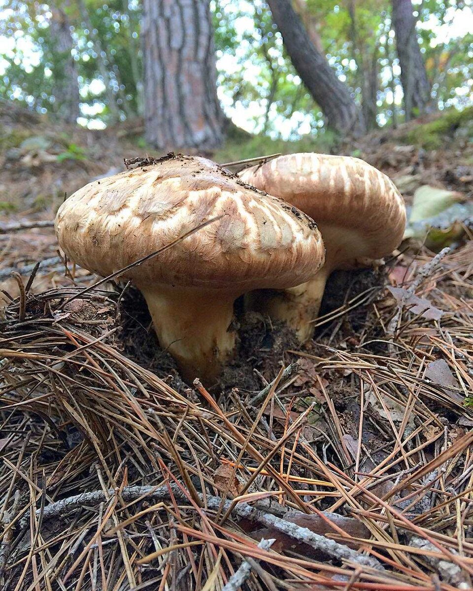 Мацутакэ (Tricholoma matsutake; в переводе с японского «сосновый гриб») особо ценится в японской, китайской, корейской и северо-американской кухнях за специфический сосновый аромат и изысканный вкус.