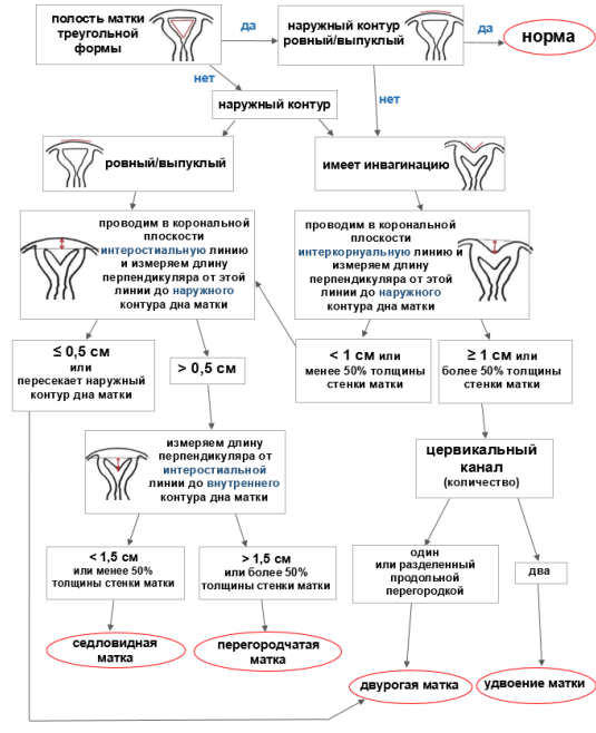 Рис. 1. Алгоритм определения строения матки