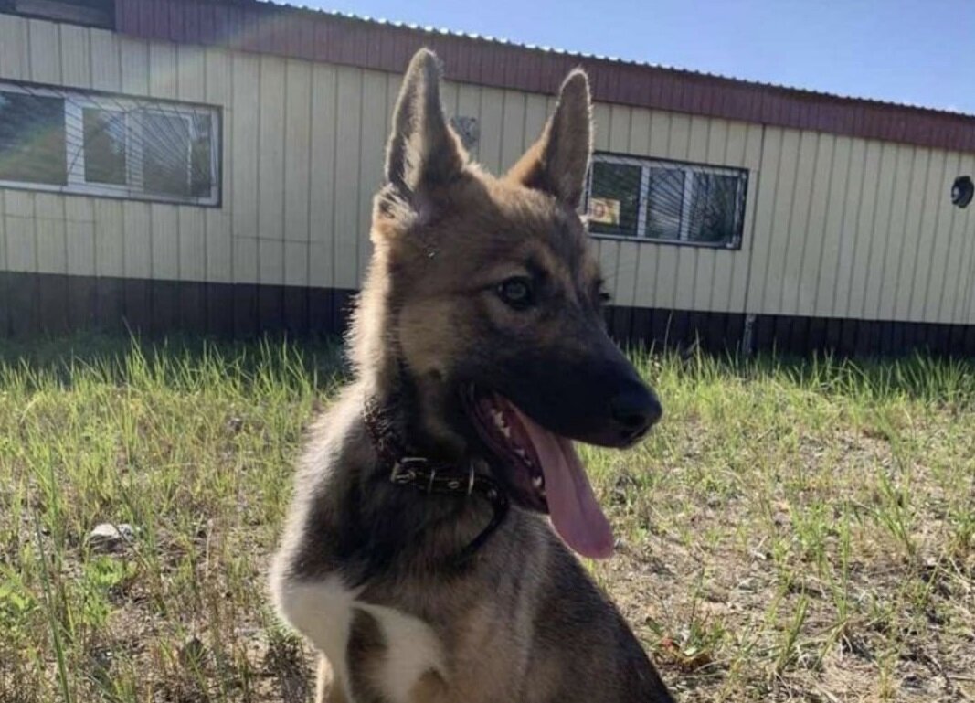    Приют для животных в Федоровском нуждается в макулатуре