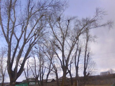 Часть легендарной тополиной аллеи. Фото с сайта Бруснятской школы