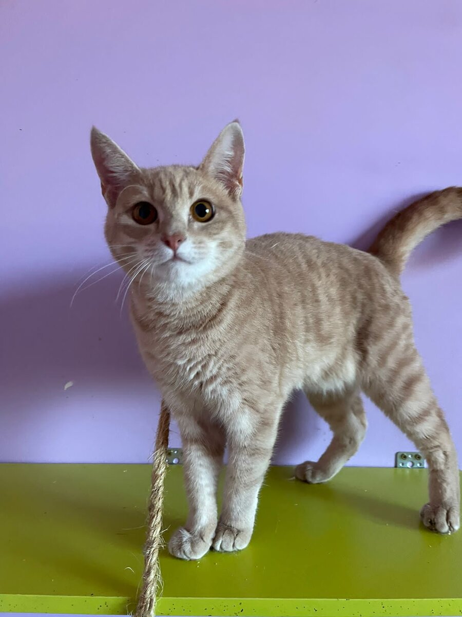 Лучик продолжает ждать семью!💫

Лучик ищет дом! 
Лучику где-то 9-10 месяцев . Кастрирован.