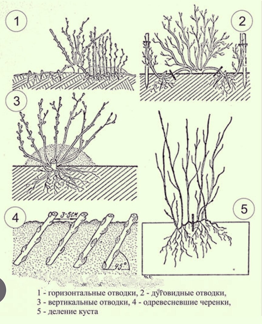 Схема посадки смородины. Отводки в размножении смородины. Размножение отводками смородины схема. Черенками смородины отводками крыжовник. Смородина размножается отводками.