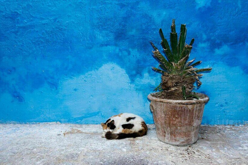    ​14 фото марокканских кошек, которых запечатлели за несколько часов до землетрясения