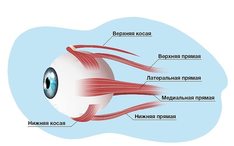 Глазодвигательные мышцы человека