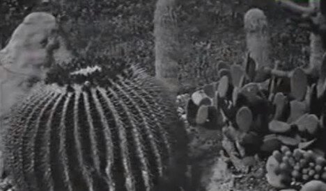 Идея сюжета основана на романе Джильды Мусы «Домашние джунгли» о противоречивых исследованиях, проведенных Кливом Бакстером о предполагаемых экстрасенсорных способностях растений