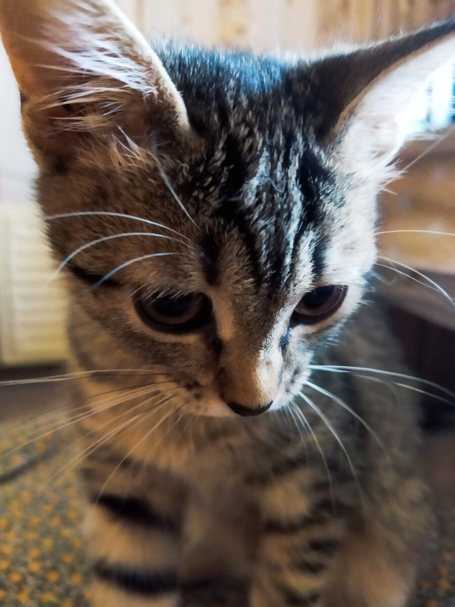 Моя Маруська,, ушки навострила, что то её заинтересовало видимо))