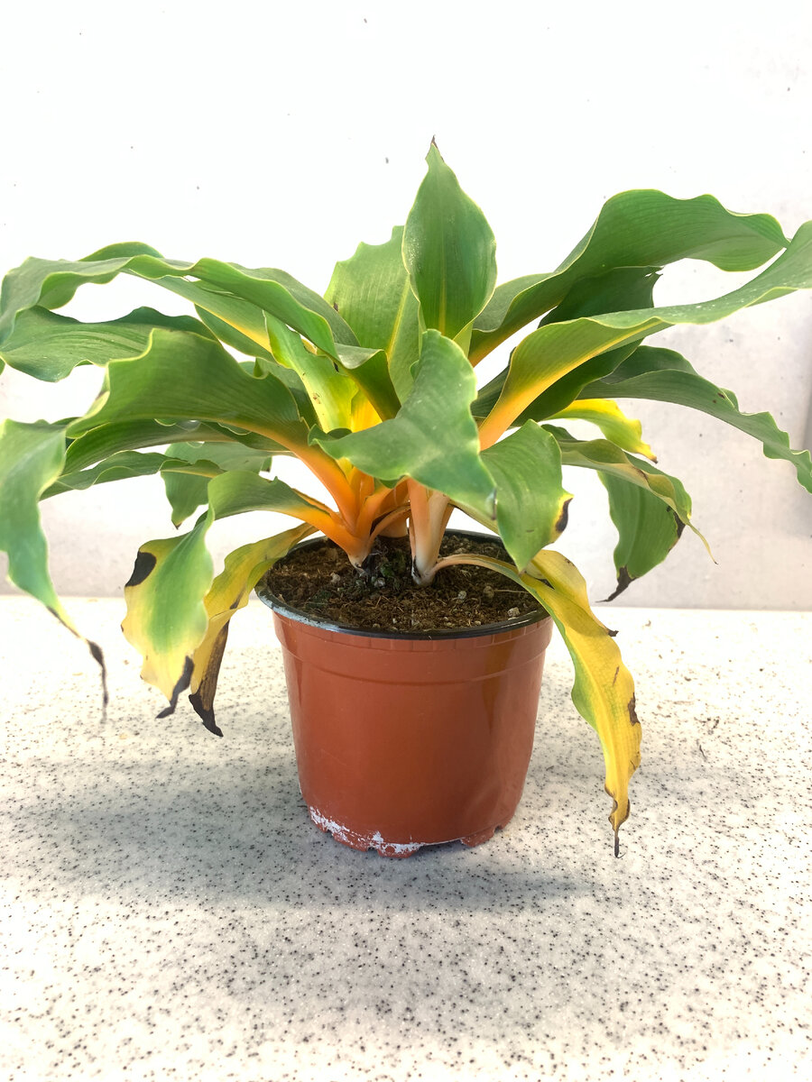 Chlorophytum Green Orange до пересадки