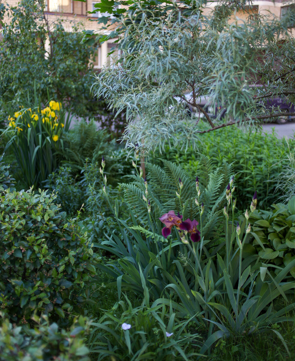 Цветение ирисов и традесканции в цветнике.