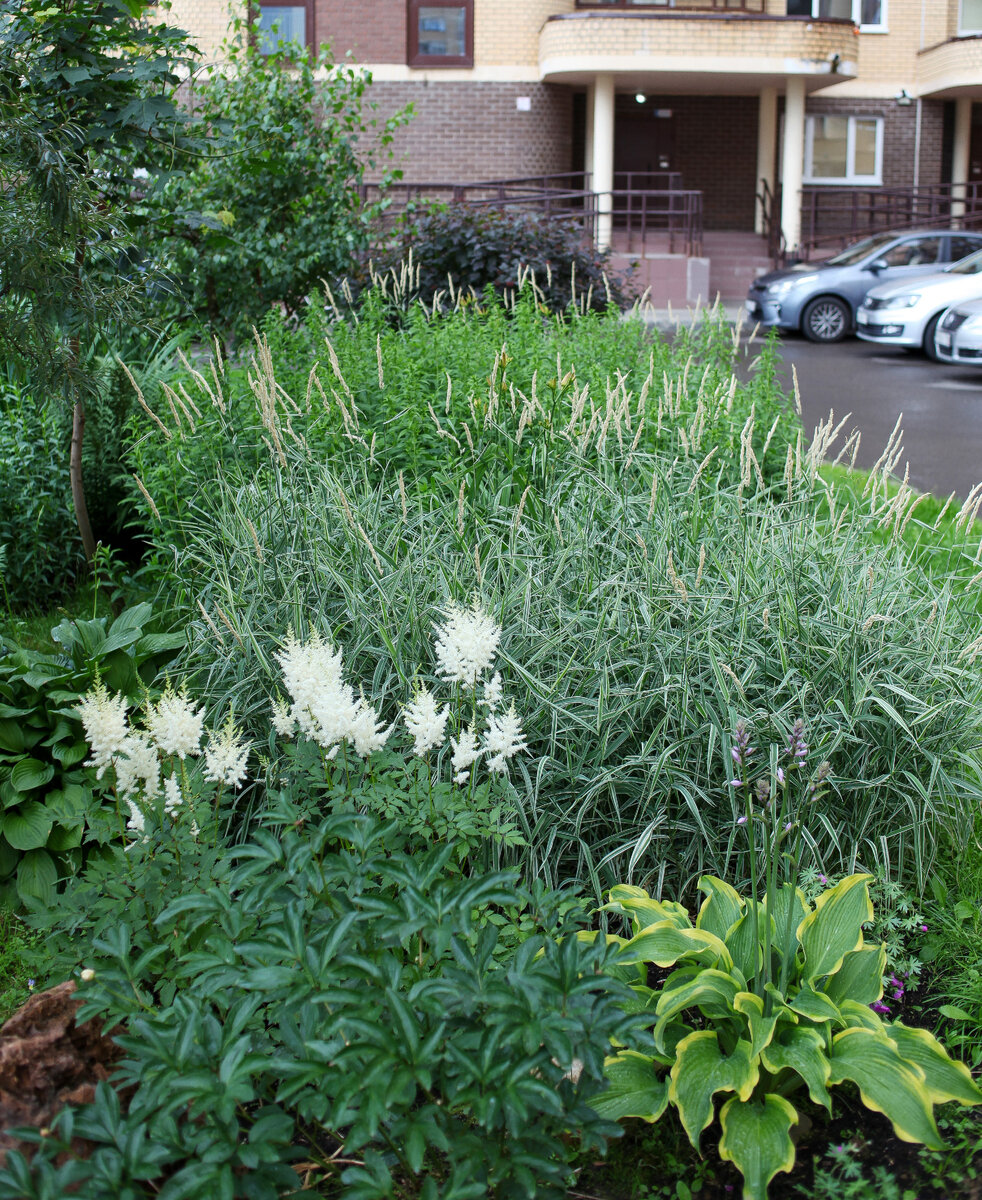 Астильба Арендса Diamant и фалярис тростниковый.