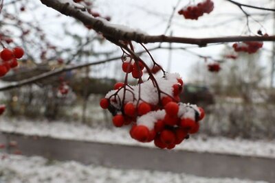    Снег ©Лариса Кузнецова РИАМО в Домодедово