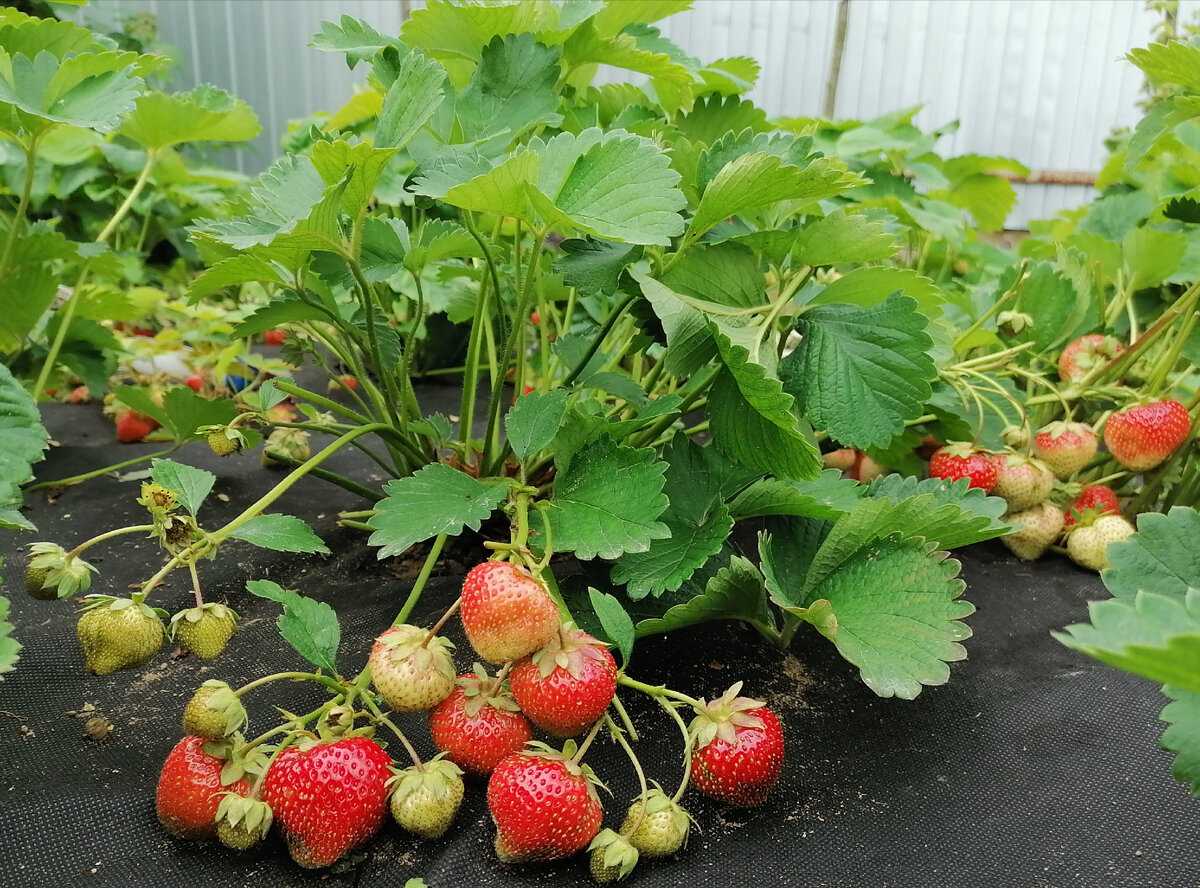 Первый урожай в год покупки дачи