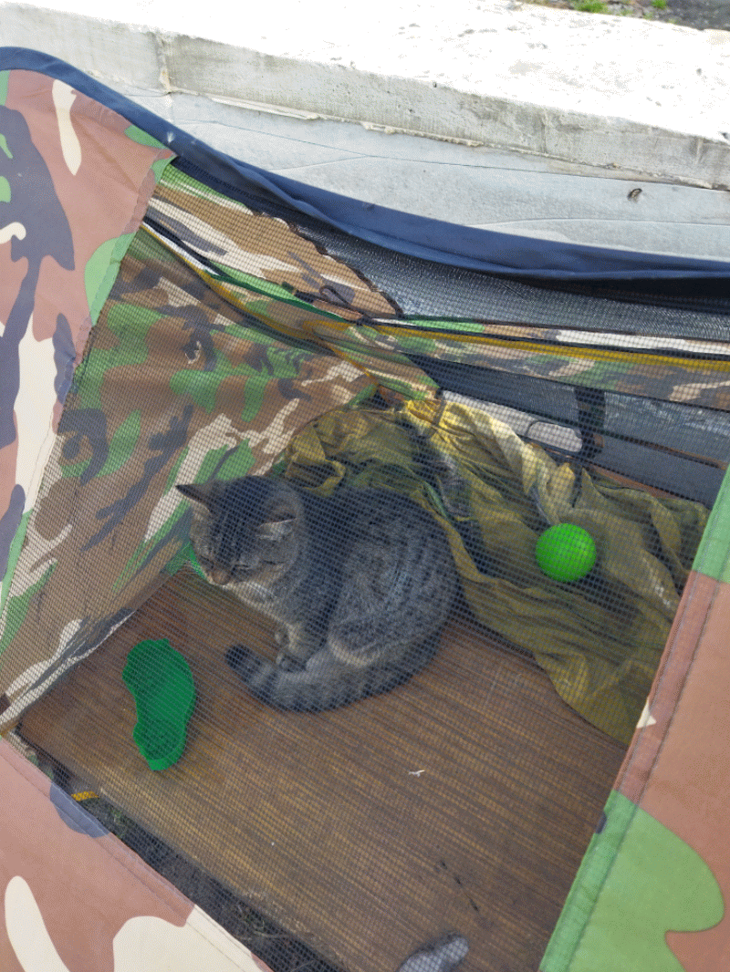 А это кошка к нам на участок приходила. Поела, попила и ушла к хозяйке на соседний участок. Так и не сбылись мечты детей о своей кошке. Не Матроскин, конечно, но очень похожа.
