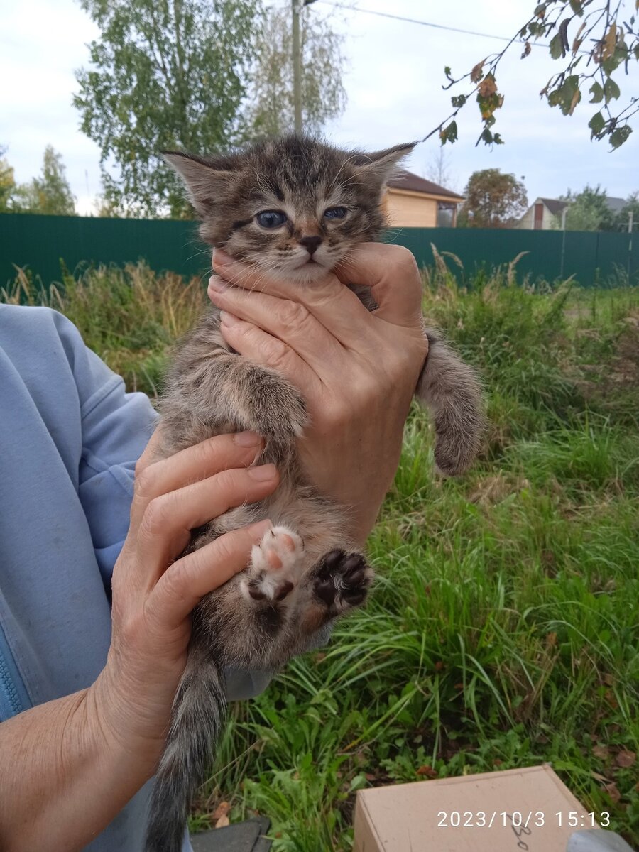 ⛔⛔ СПБ и ЛО. НУРМА, СОС⛔⛔ В коробке выкинули котят! ОНИ НОЧЬ ПРОВЕЛИ В  КОРОБКЕ, НА УЛИЦЕ, ВОЗМОЖНО, КТО-ТО УЖЕ ПОГИБ. | Animalrescueed | Дзен