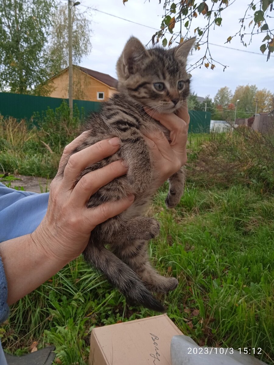 ⛔⛔ СПБ и ЛО. НУРМА, СОС⛔⛔ В коробке выкинули котят! ОНИ НОЧЬ ПРОВЕЛИ В  КОРОБКЕ, НА УЛИЦЕ, ВОЗМОЖНО, КТО-ТО УЖЕ ПОГИБ. | Animalrescueed | Дзен