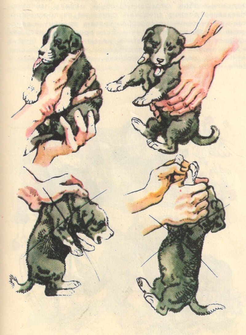 Как правильно брать щенка