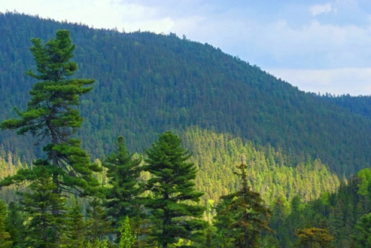    Лесные пожары в Хабаровском крае погасли