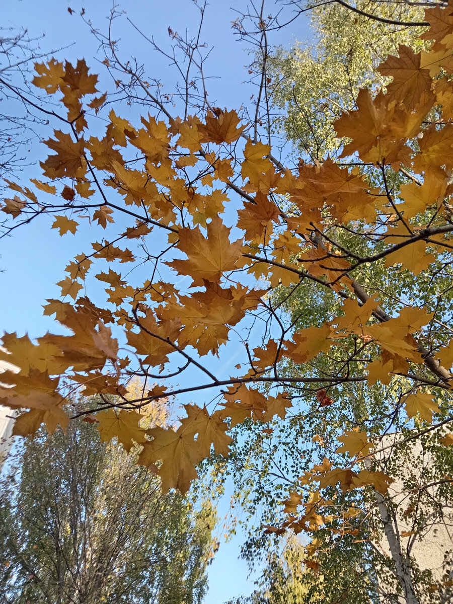 Все меньше листьев, скоро вся эта красота уйдет