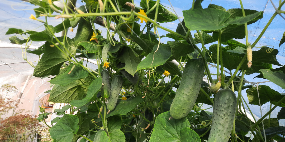 Эти сорта овощей я могу смело порекомендовать. Проверено летом 2023 года