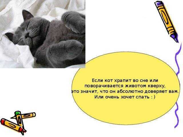 Кот храпит. Маленький котенок спит. Котенок спит с высунутым языком. Кот храпит. Британские коты храпят.