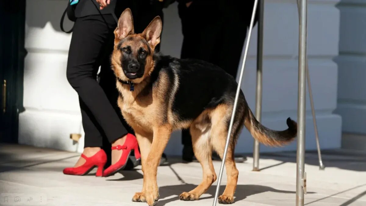 Пес Байдена по кличке Командор. Фото: Joshua Roberts/Reuters