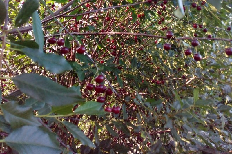 Урожай вишни.