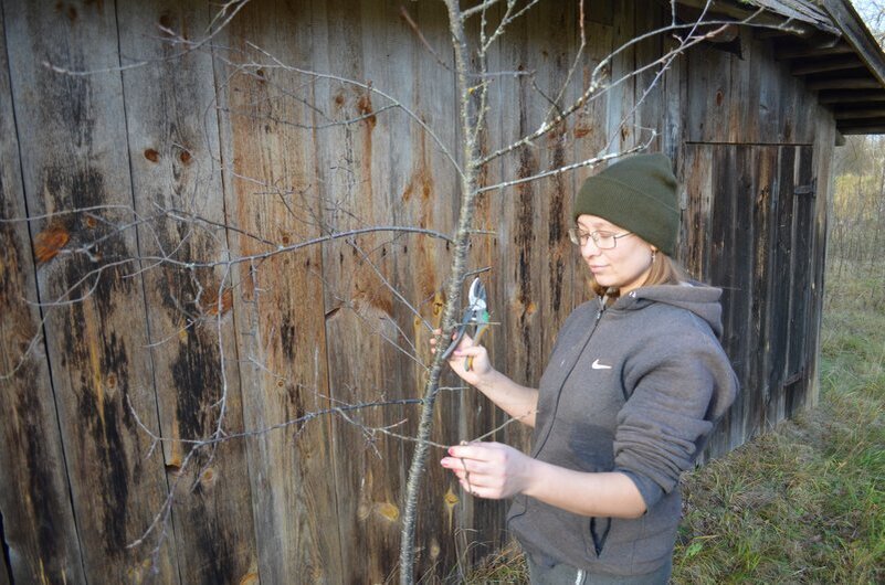 Обрезка вишни в саду.