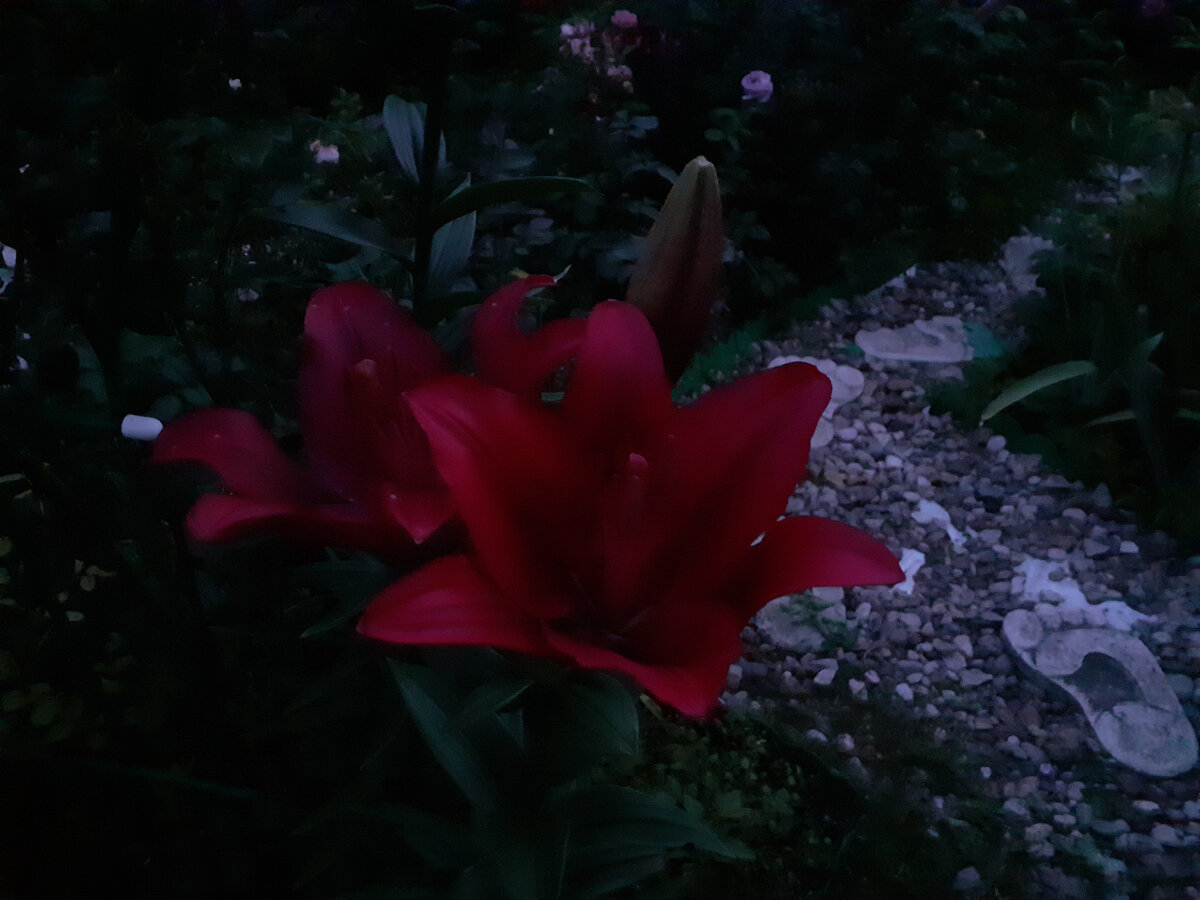 В моем саду