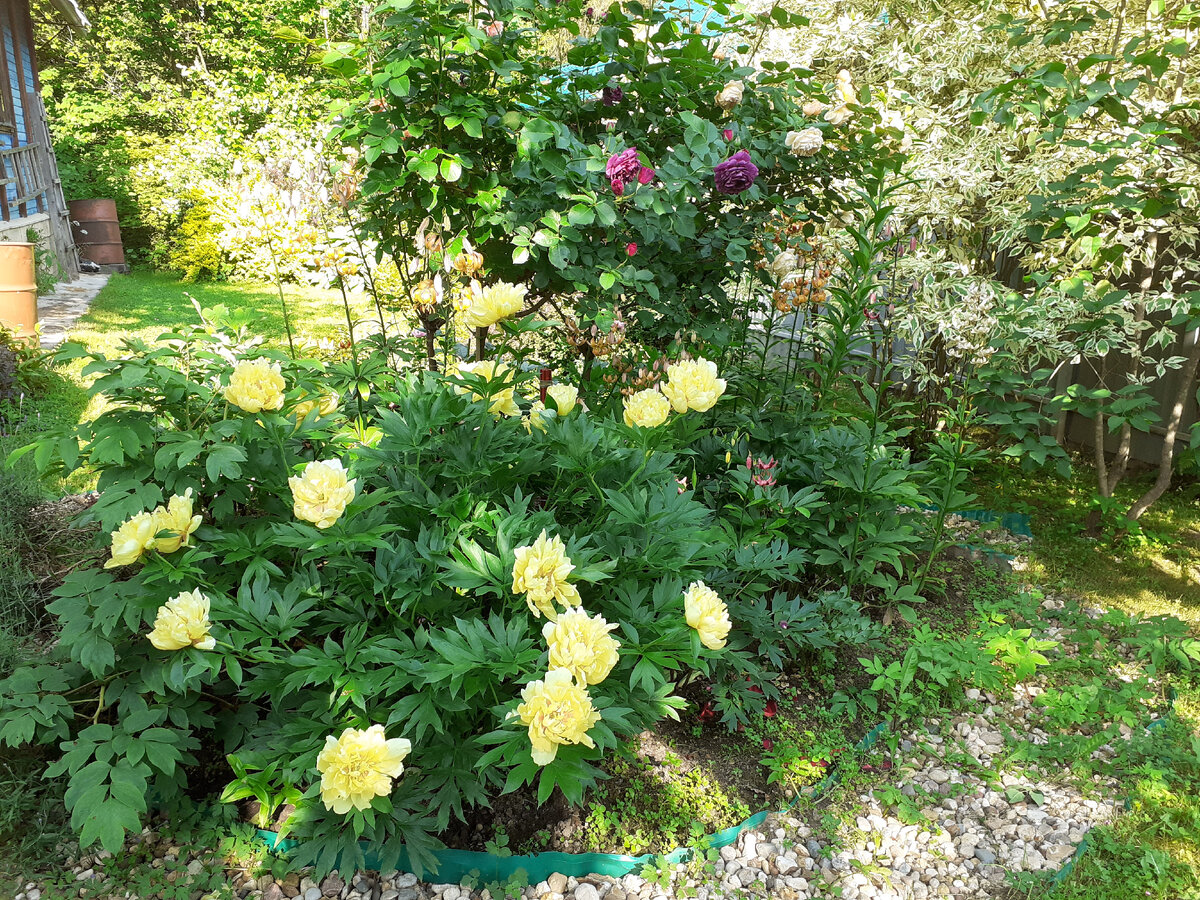 В моем саду