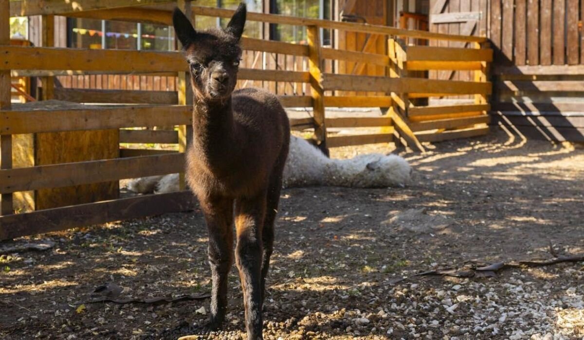    Альпака. Источник: mos.ru Автор фото: Пресс-служба Мэра и Правительства Москвы