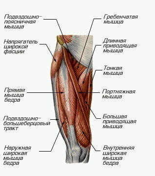 Основные мышцы передней поверхности бедра.