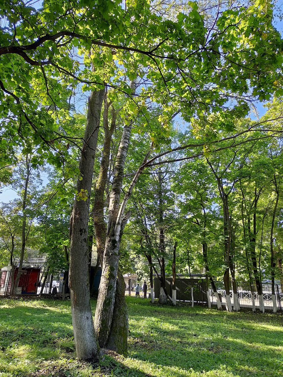 Нижегородский сентябрь. Фото сделано мной.