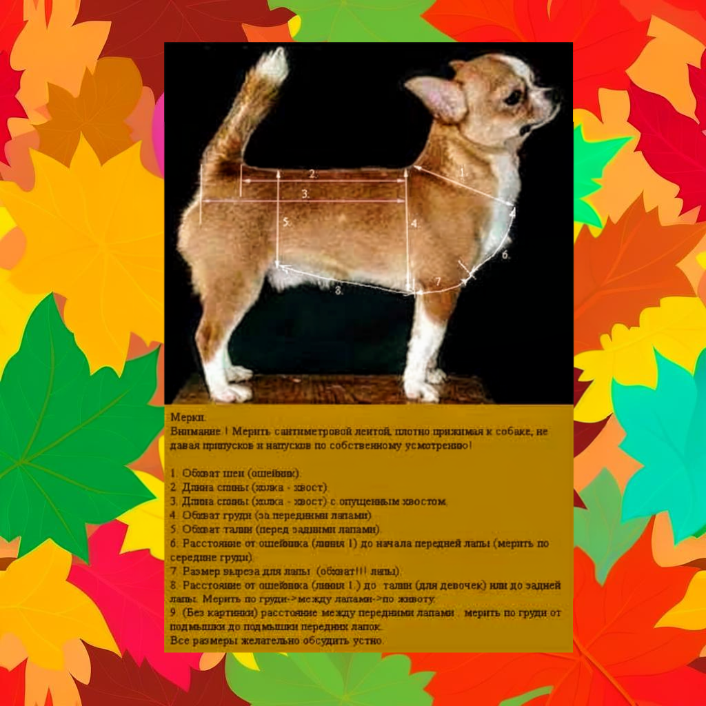 Все мерки.ИИ и Фото из интернета.