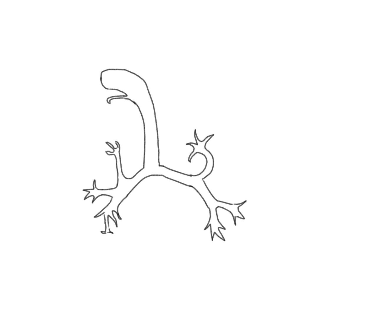 Дыхательная система 