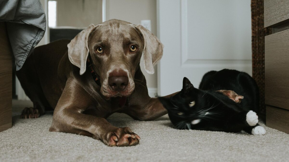    Пушистый спасатель: питомцы способны вытащить хозяина из апатии© Unsplash | Tatiana Rodriguez