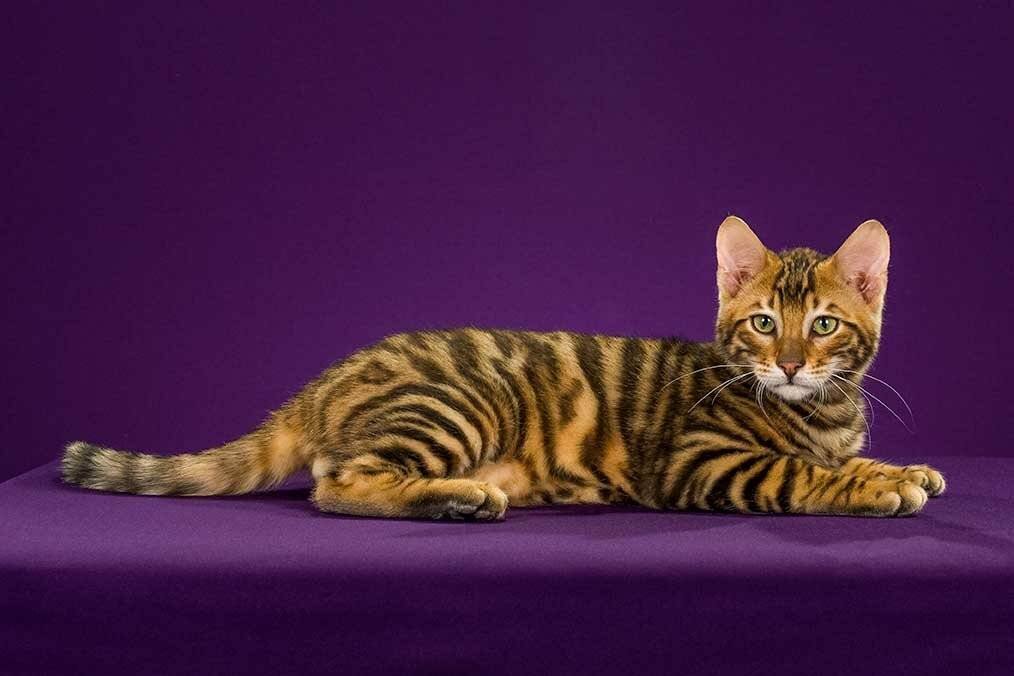 Кошачий тигр