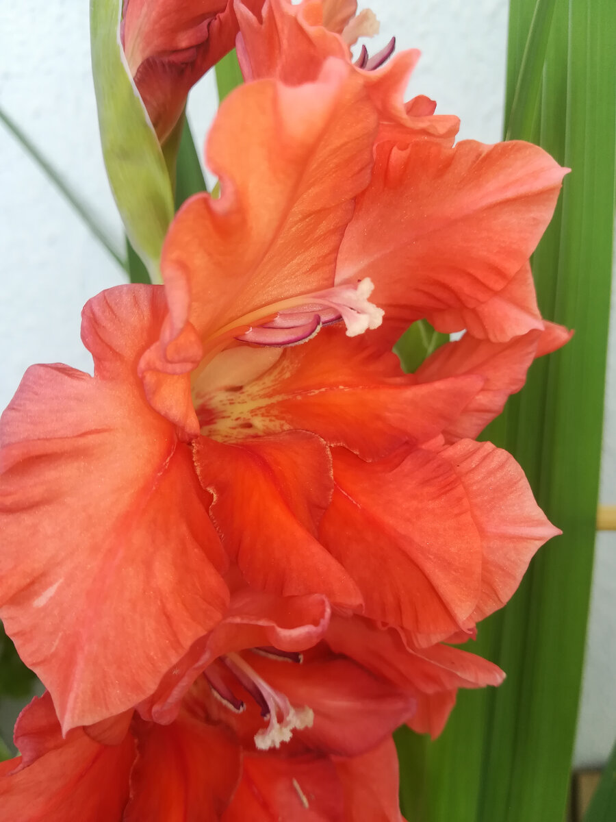 Это гладиолус Бимбо, расцвел самым первым