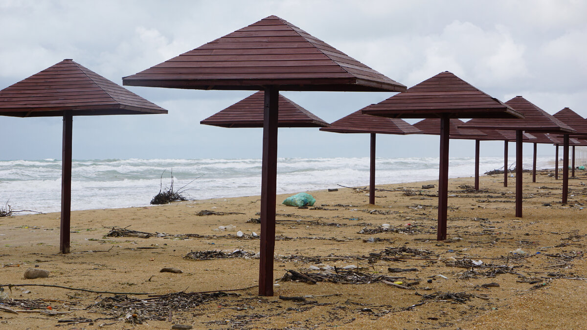 Почему в шторм дельфины выбрасываются на берег?