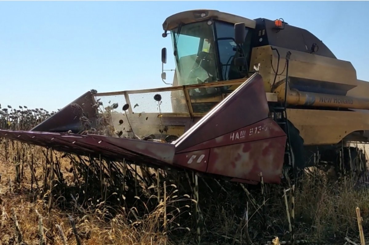    Уборка подсолнечника в Ростовской области 2023год.