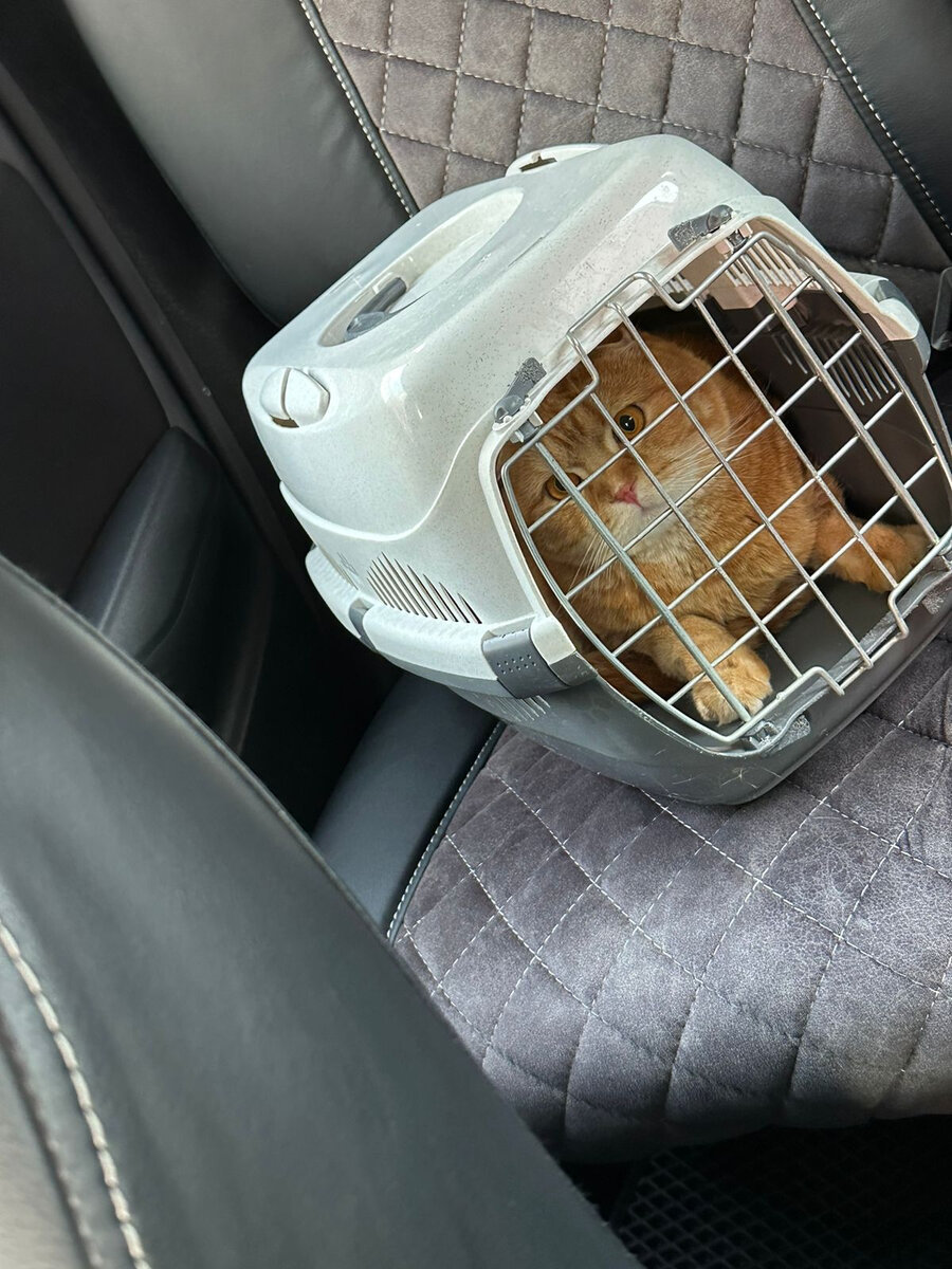 Вот он едет в машине в переноске