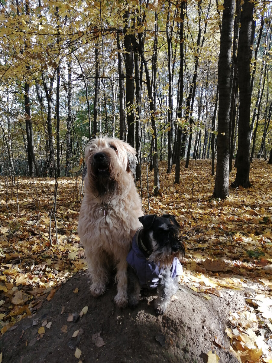 Наши индивидуумы. Метода дрессировки не существует :-). Шучу, конечно, так как всё время приходится им объяснять правила и законы.