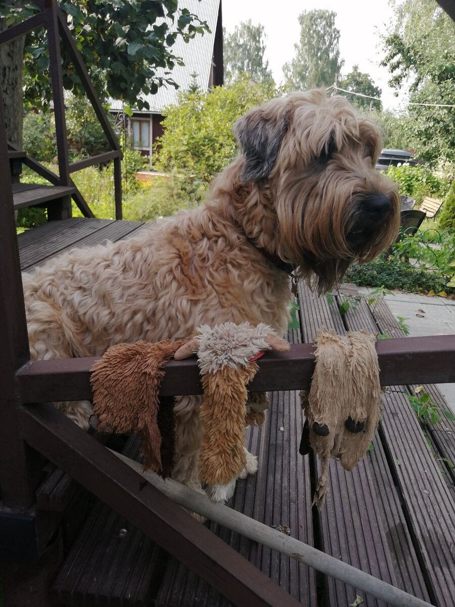 У нас терьер всё же...