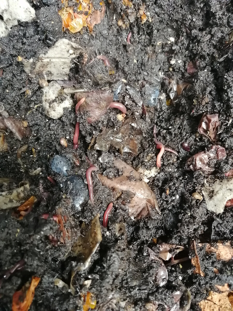 Это Старатель в новом ящике, где я добавляю базовый субстрат и корм. Выглядит малоэстетично, но это "соль земли"!!!